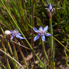 Moraea lugubris