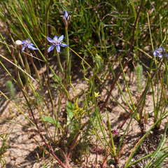Moraea lugubris