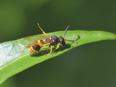 Ancistrocerus