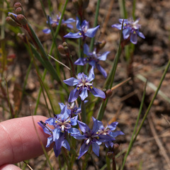 Moraea lugubris