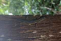 Eutropis rudis
