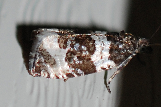 Orthotaenia
