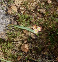 Moraea bifida