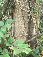Liquidambar