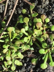 Polycarpaea divaricata