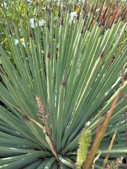 Agave stricta