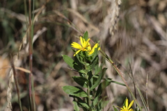 Grindelia lanceolata