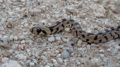 Zamenis scalaris