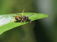 Ancistrocerus