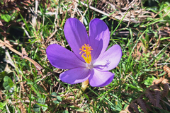 Crocus nudiflorus
