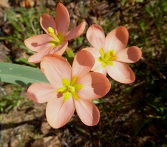 Moraea bifida
