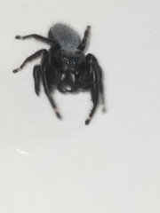 Phidippus octopunctatus