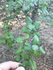 Rhamnus ilicifolia