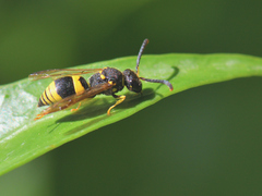 Ancistrocerus