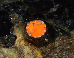 Thylacodes variabilis