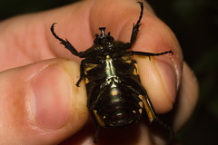 Allorrhina cornifrons