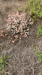 Eriogonum parvifolium