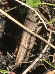 Calliptamus plebeius