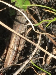 Calliptamus plebeius