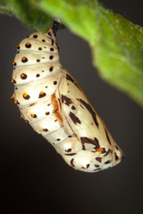 Chlosyne lacinia