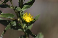 Grindelia lanceolata
