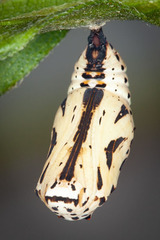 Chlosyne lacinia