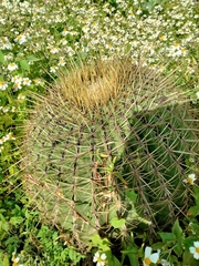 Ferocactus histrix