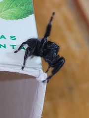 Phidippus octopunctatus