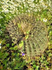 Ferocactus histrix