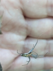 Mecynogea lemniscata