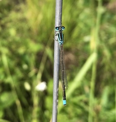 Ischnura pumilio