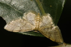 Idaea