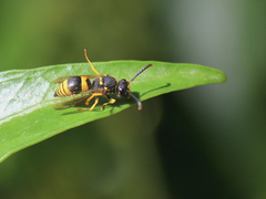 Ancistrocerus