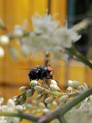 Chrysomya megacephala
