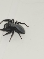 Phidippus octopunctatus
