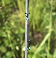 Ischnura pumilio