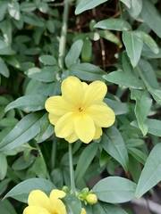 Jasminum mesnyi