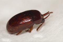 Neomida