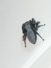 Phidippus octopunctatus