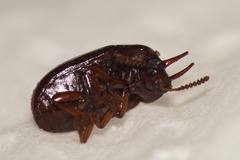 Neomida