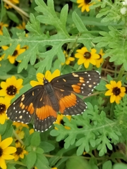 Chlosyne lacinia adjutrix