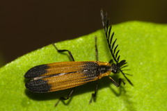 Lycidae
