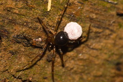 Theridiidae