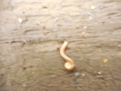 Brachyiulus