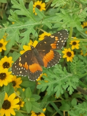 Chlosyne lacinia adjutrix