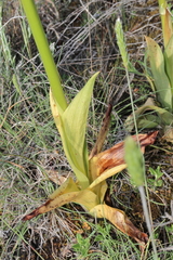 Orchis anthropophora