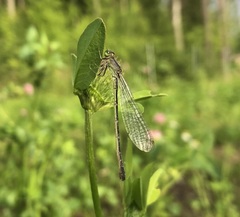 Ischnura pumilio