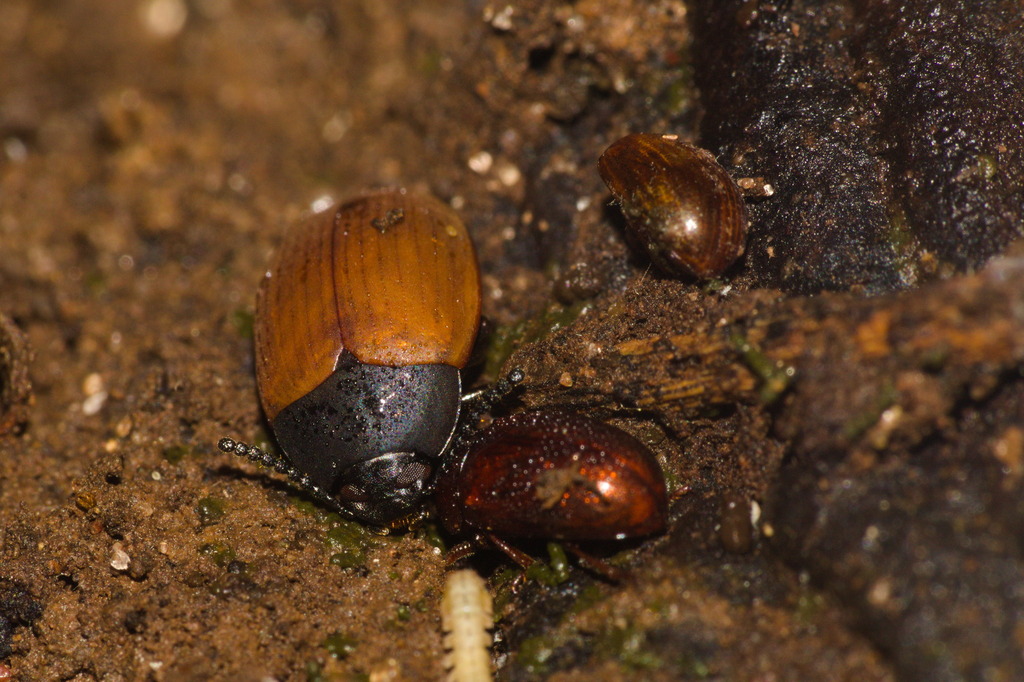 Lelegeis