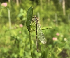 Ischnura pumilio