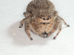Phidippus octopunctatus
